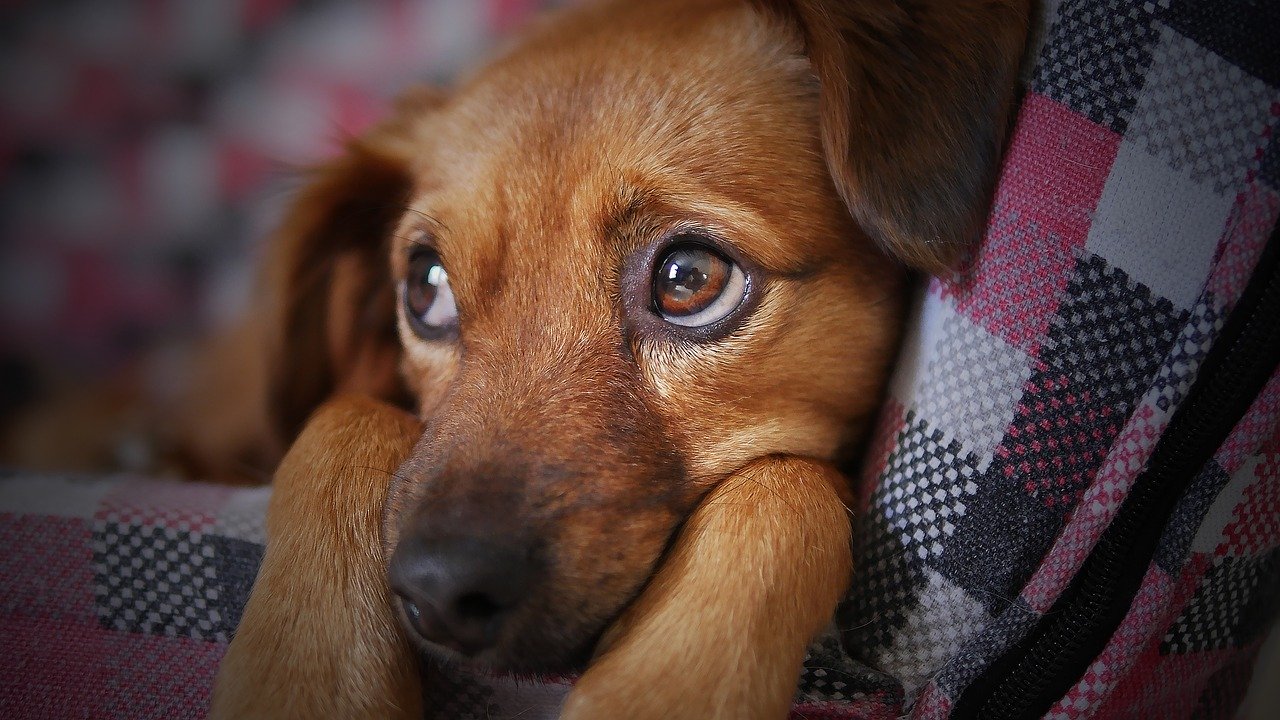 Se former pour accompagner les chiens au quotidien
